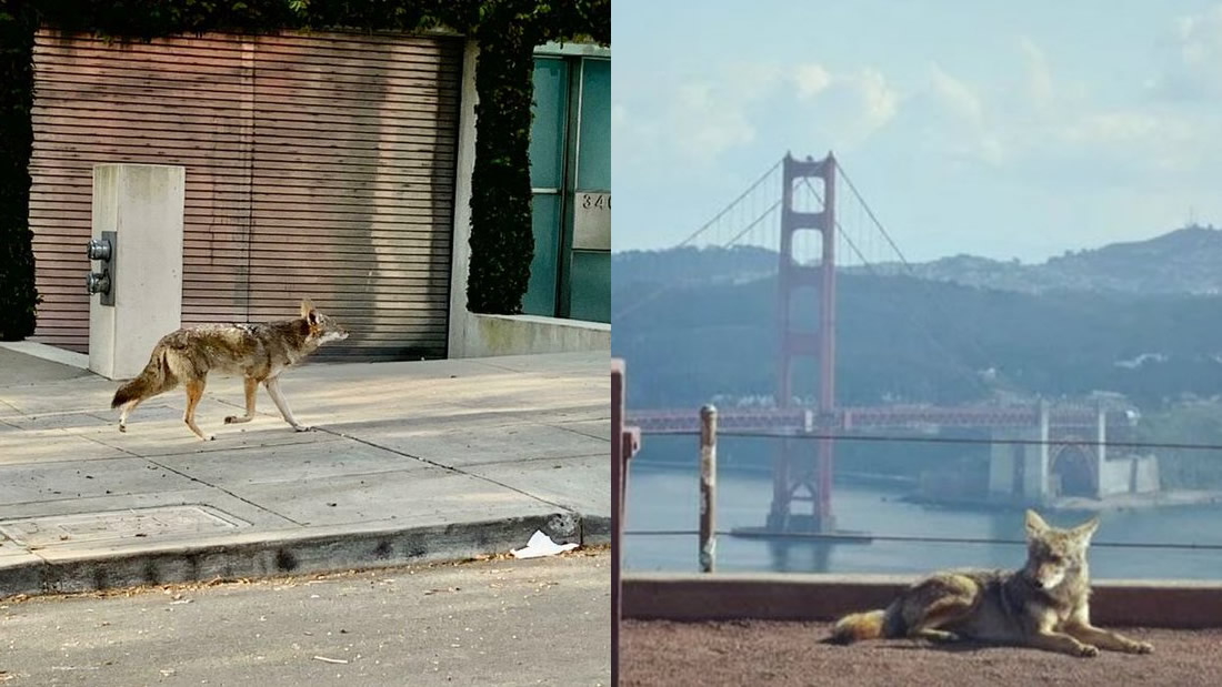 Coyotes deambulan por las calles de San Francisco durante la cuarentena