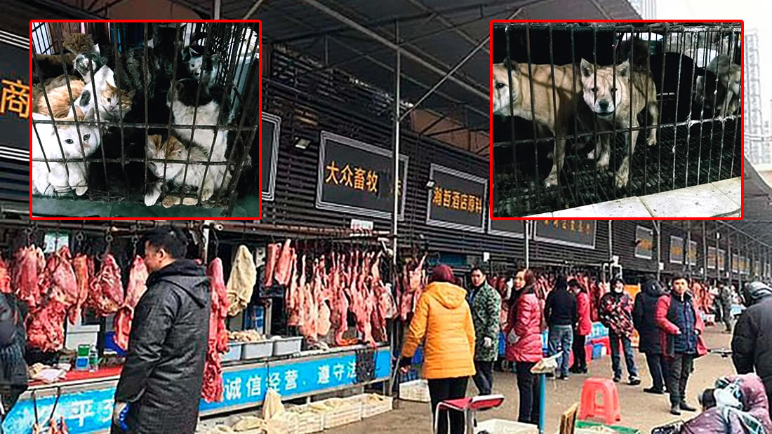 Mercados de China vuelven a vender perros, gatos, pangolín, murciélagos y más… A pesar de todo lo que pasó
