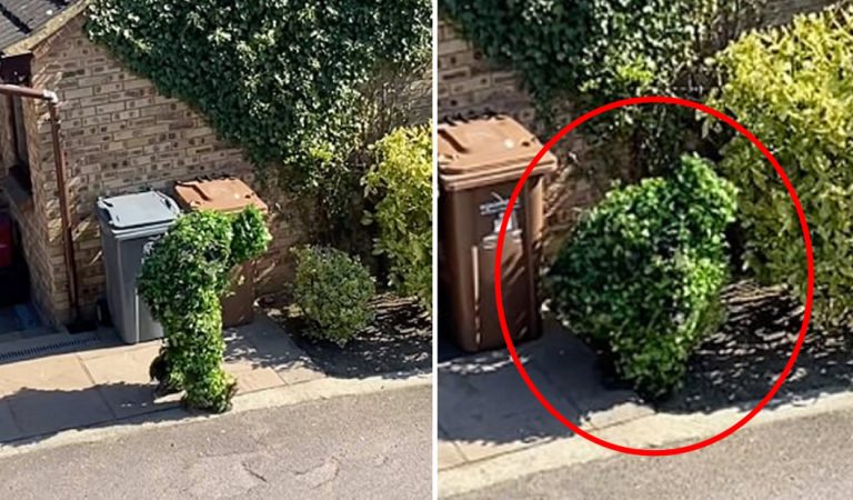 Persona se disfraza de arbusto para salir de su casa en la cuarentena (Vídeo) Persona se disfraza de arbusto para salir de su casa en la cuarentena (Vídeo)