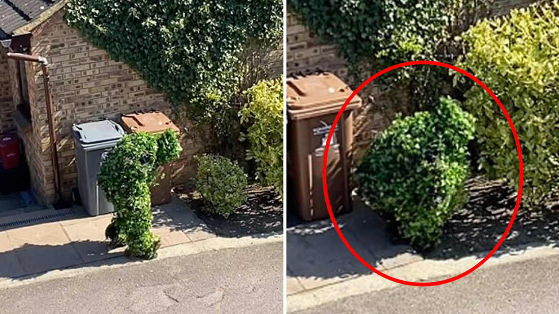 Persona se disfraza de arbusto para salir de su casa en la cuarentena (Vídeo)
