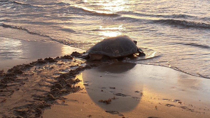 Raras tortugas marinas gigantes regresan a playas libres de turistas en todo el mundo