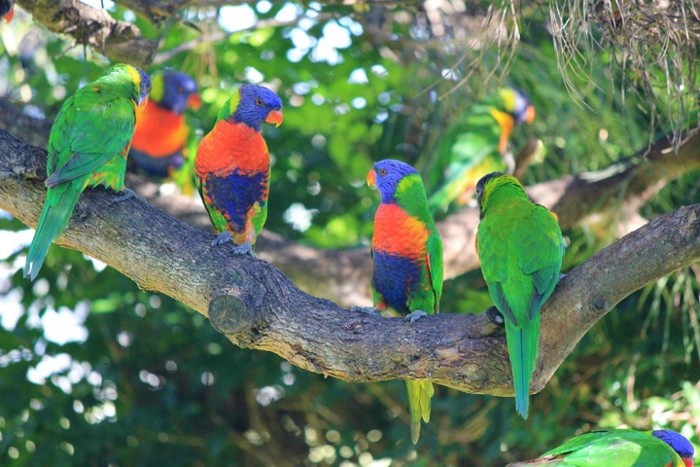 Cientos de pájaros arco iris caen en Australia «asfixiados» debido a misterioso virus