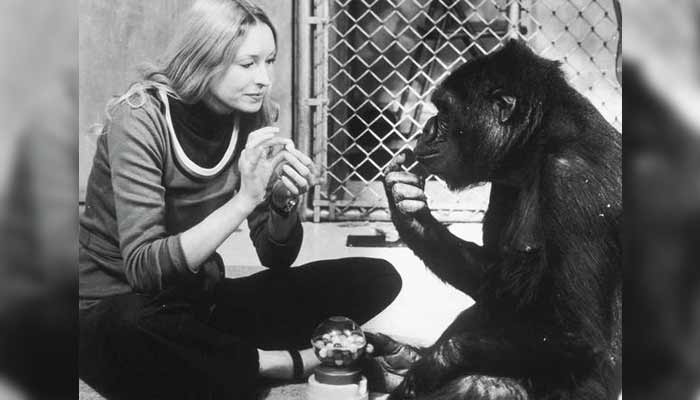 El Mono que Aprendió a comunicarse con los humanos y reveló algo sorprendente para el mundo