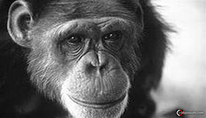 El Mono que Aprendió a comunicarse con los humanos y reveló algo sorprendente para el mundo