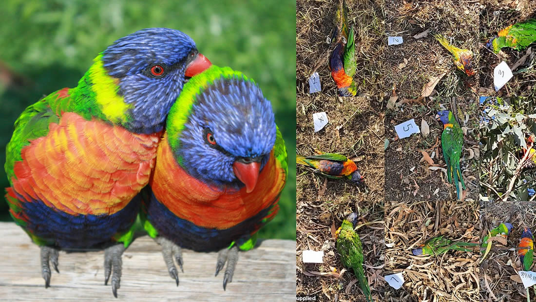 Cientos de pájaros arco iris caen en Australia «asfixiados» debido a misterioso virus