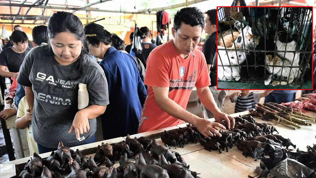 Mercado en Indonesia continúa vendiendo murciélagos, ratas, perros, gatos y animales exóticos, a pesar de todo