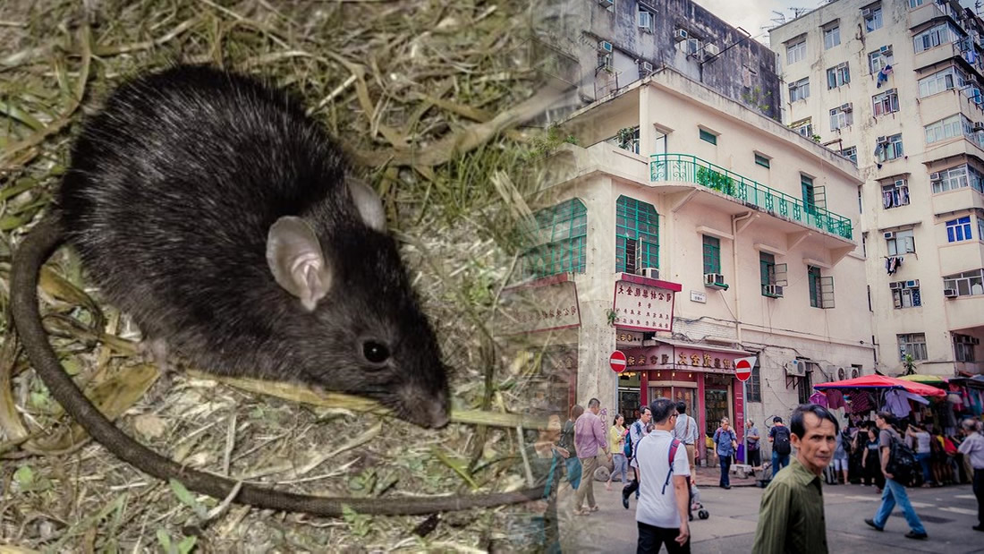 Personas en Hong Kong están infectándose por virus de hepatitis de ratas, pero nadie sabe cómo