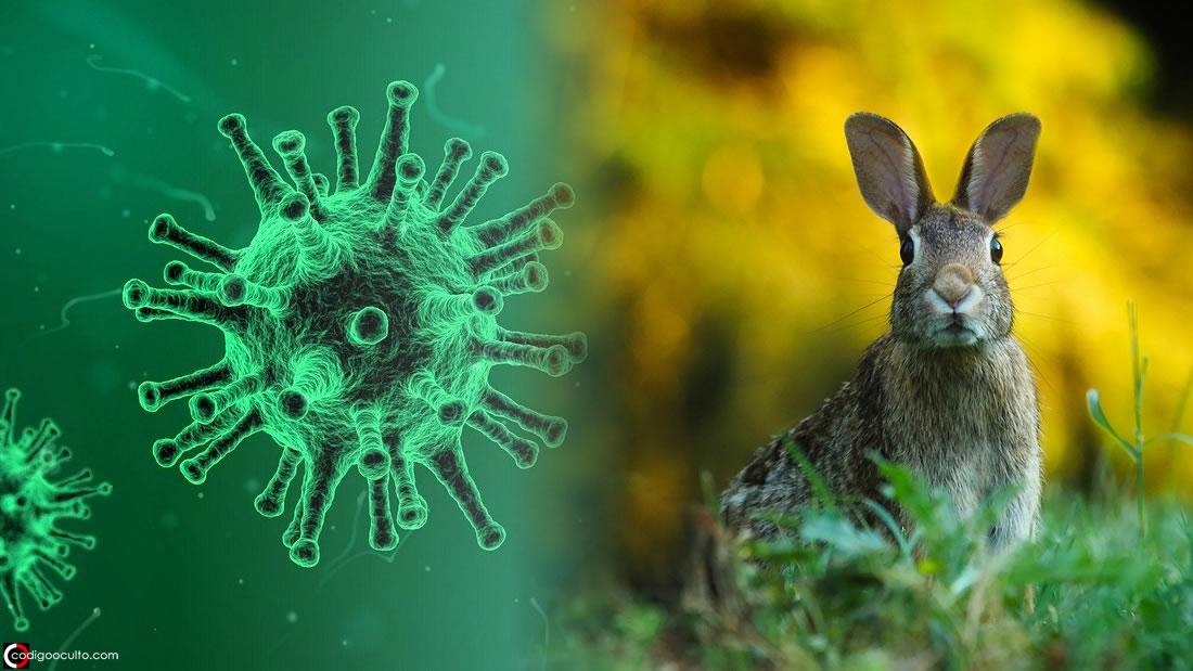 Virus altamente contagioso y letal se está propagando en conejos y liebres en EE.UU. y México