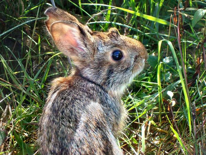 Virus altamente contagioso y letal se está propagando en conejos en EE.UU. y México