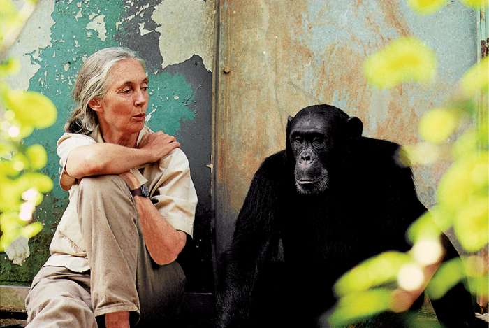 Jane Goodall: humanidad está condenada si no cambiamos luego de la pandemia