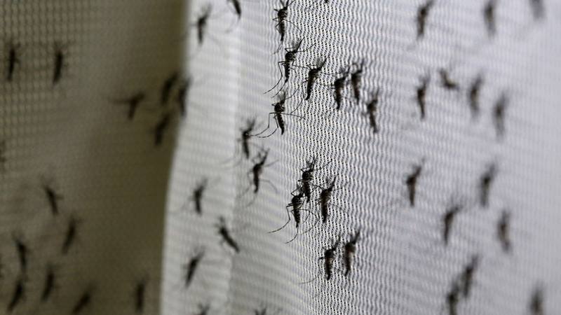 Mosquitos genéticamente modificados podrían ser liberados en EE.UU.