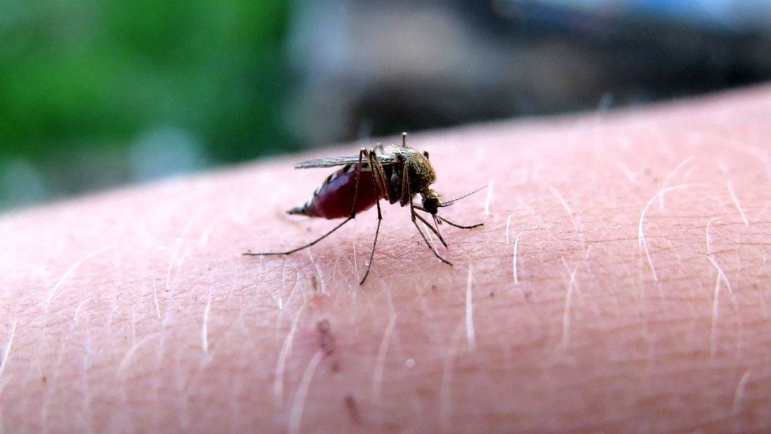Mosquitos genéticamente modificados podrían ser liberados en EE.UU.