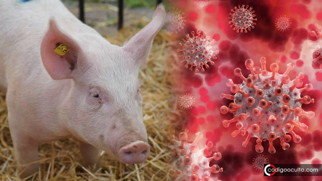 Nueva cepa de Gripe Porcina con potencial de pandemia es descubierta en China