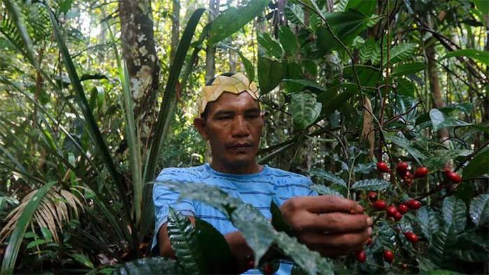 Tribu amazónica elabora Enciclopedia de Medicina Tradicional de 500 páginas