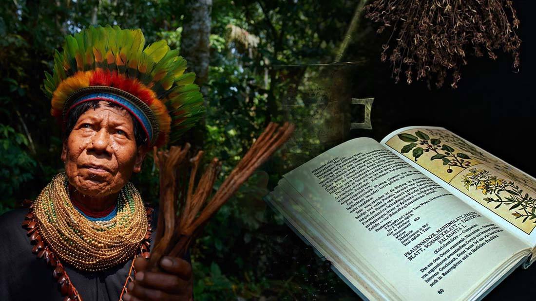 Tribu amazónica elabora Enciclopedia de Medicina Tradicional de 500 páginas