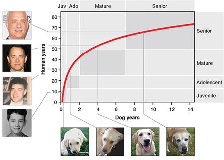 Determinan que un año humano no equivale a siete años en un perro