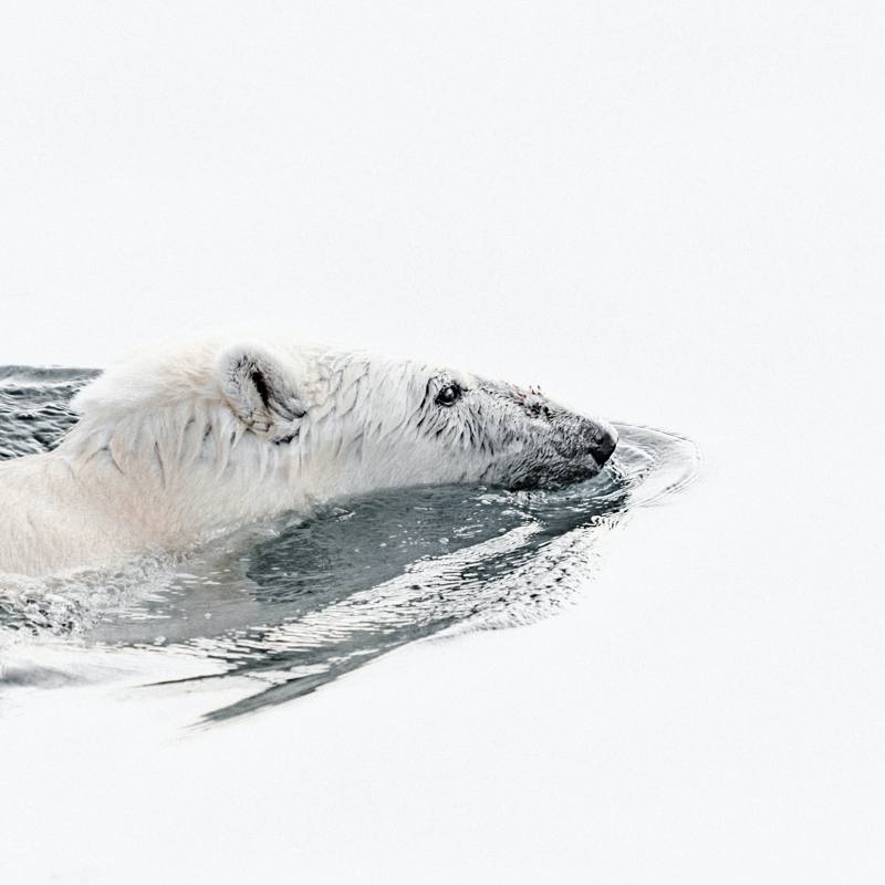 Osos polares se extinguirán antes de 2100, indica investigación