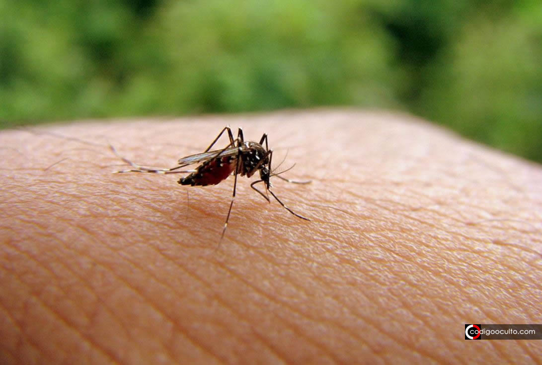 Aprueban liberar casi mil millones de mosquitos transgénicos en Florida, EE.UU.