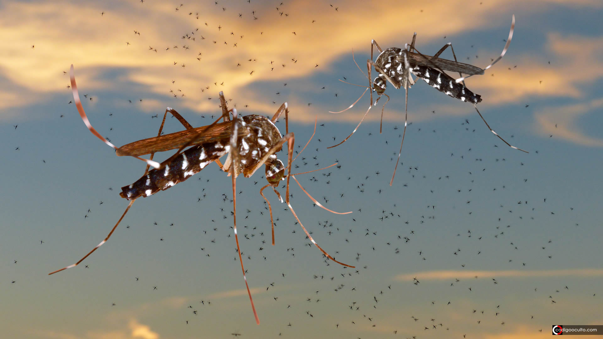 Aprueban plan para liberar casi mil millones de mosquitos transgénicos en Florida, EE.UU.