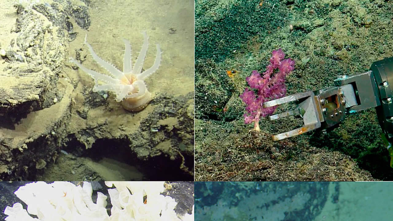 Hallan 30 nuevas especies de forma de vida en aguas profundas cerca de Galápagos