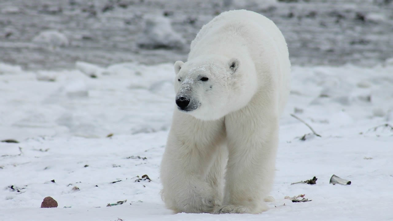 El Ártico está pasando a un nuevo estado climático debido al calentamiento global