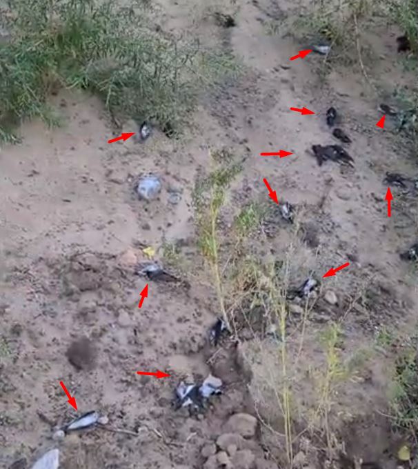 Aves están cayendo muertas en Nuevo México, potencialmente en cientos de miles