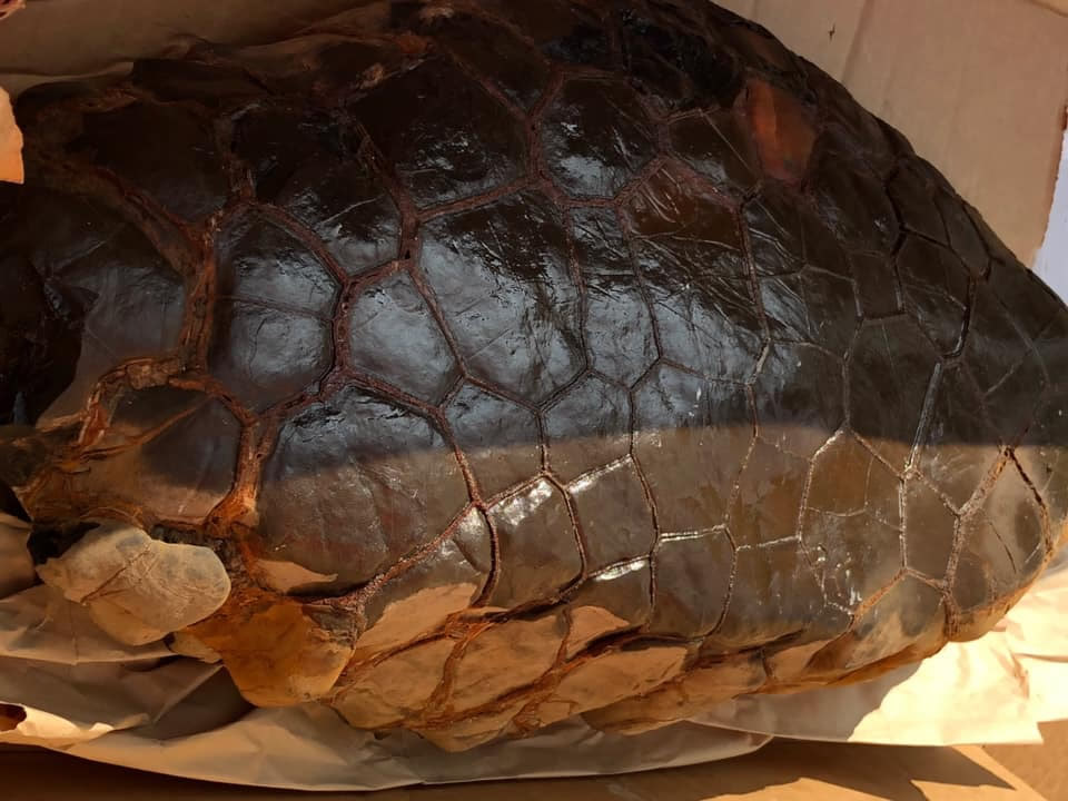 «Huevo alienígena reptil» hallado en Arkansas desata intenso debate