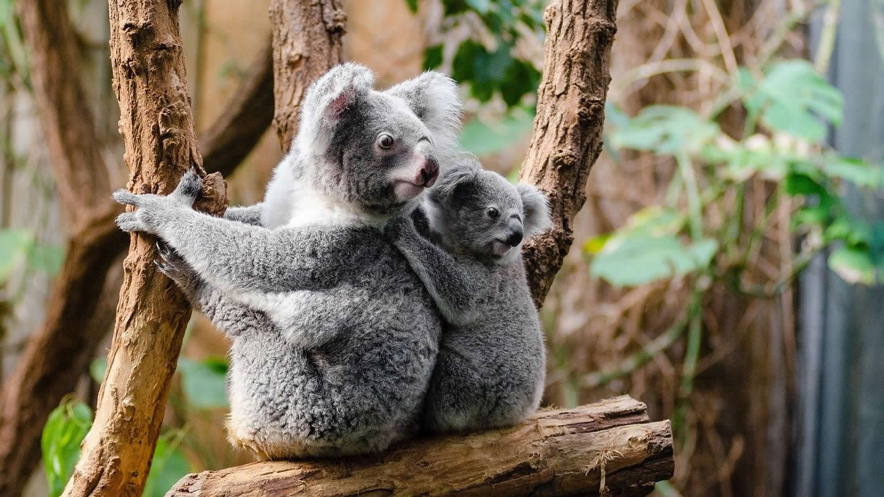Número de Koalas se desploma: especie se desliza hacia la extinción