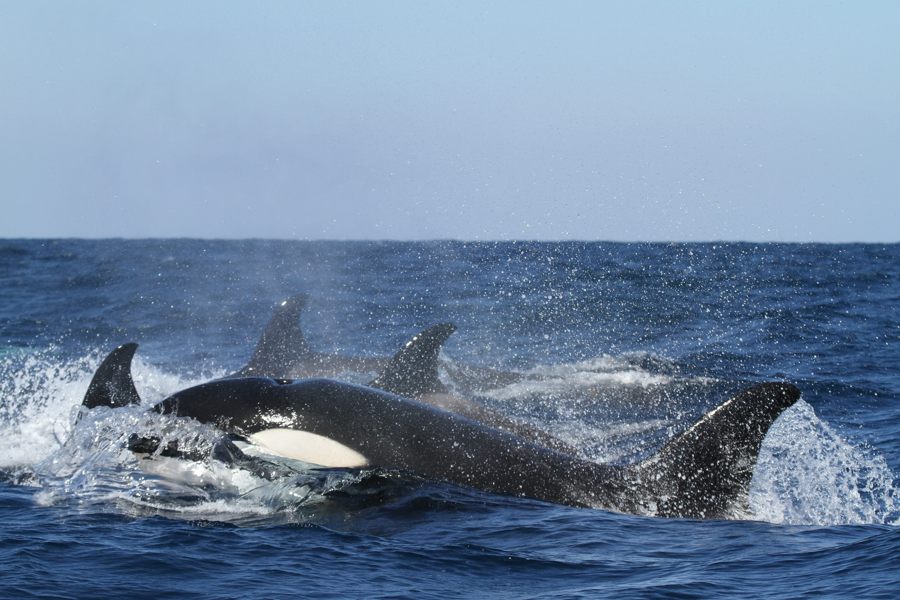 Orcas están destrozando a tiburones blancos para comer sus hígados