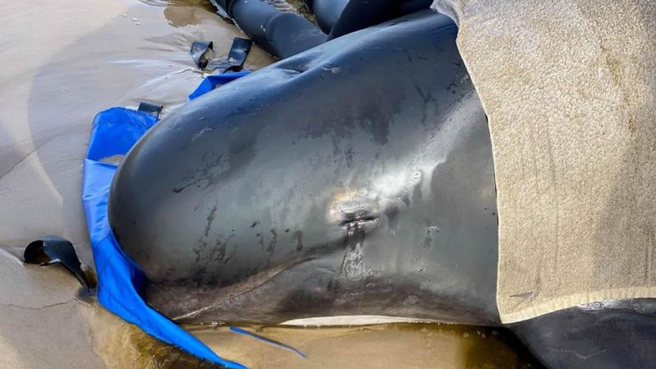 Tras el varamiento de ballenas en Australia: las más débiles serían sacrificadas. Cientos ya han muerto
