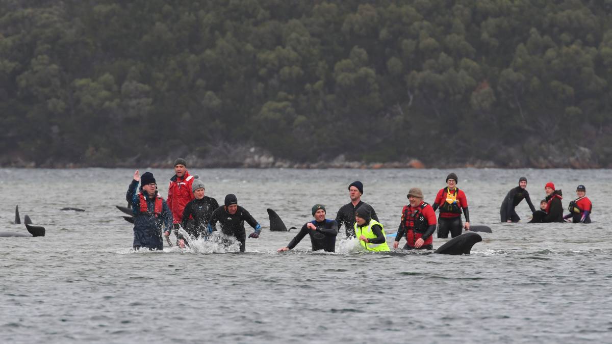 El peor varamiento de ballenas de Tasmania ha ocurrido: más de 450 ballenas atrapadas