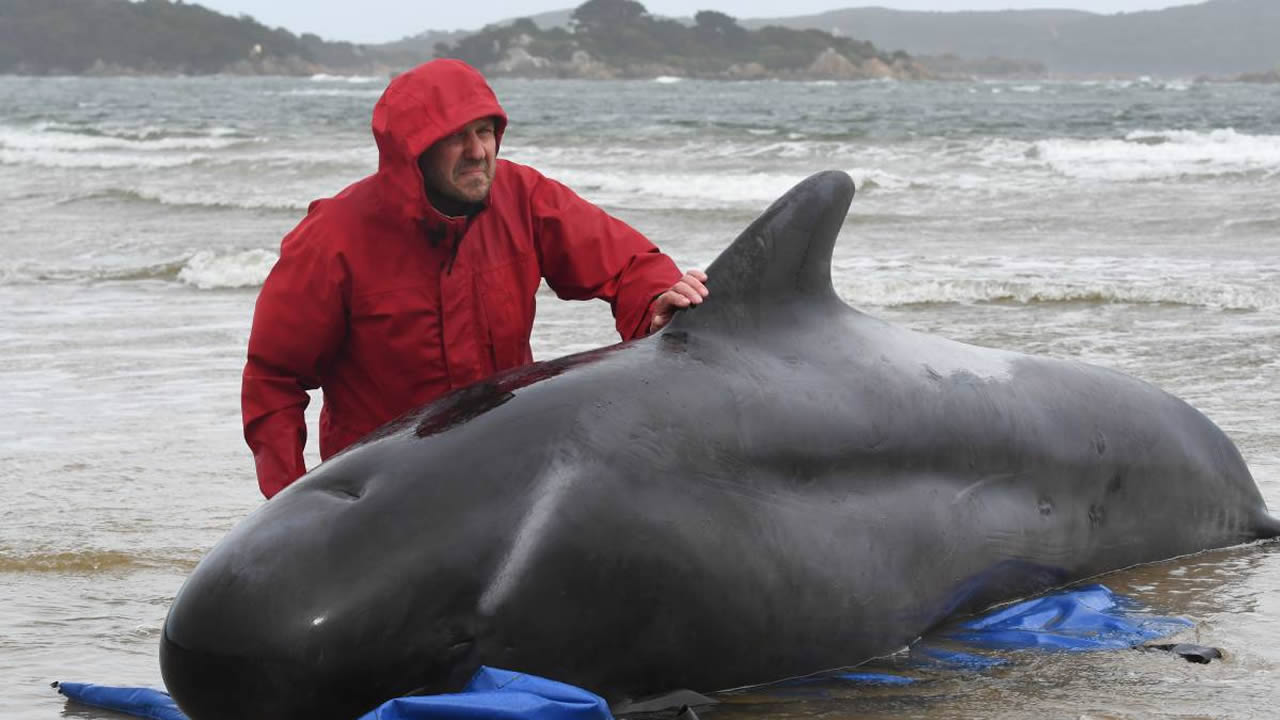 El peor varamiento de ballenas de Tasmania ha ocurrido: más de 450 ballenas atrapadas