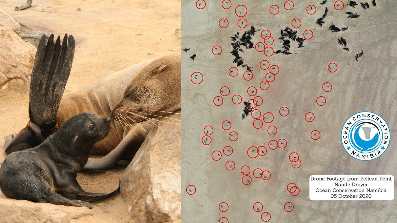 Sin precedentes: más de 5.000 crías de foca muertas encontradas en playa de Namibia