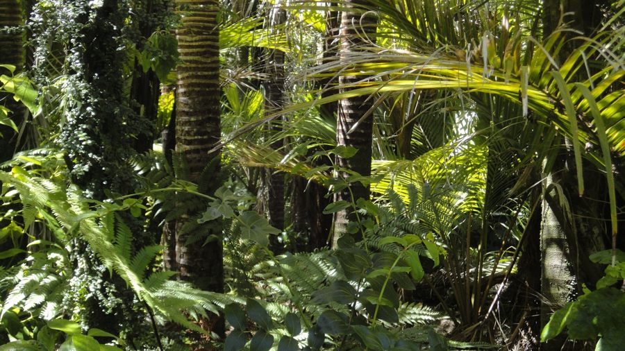 El 40% de la Amazonía a punto de perderse y se convertiría en un ecosistema tipo sabana 