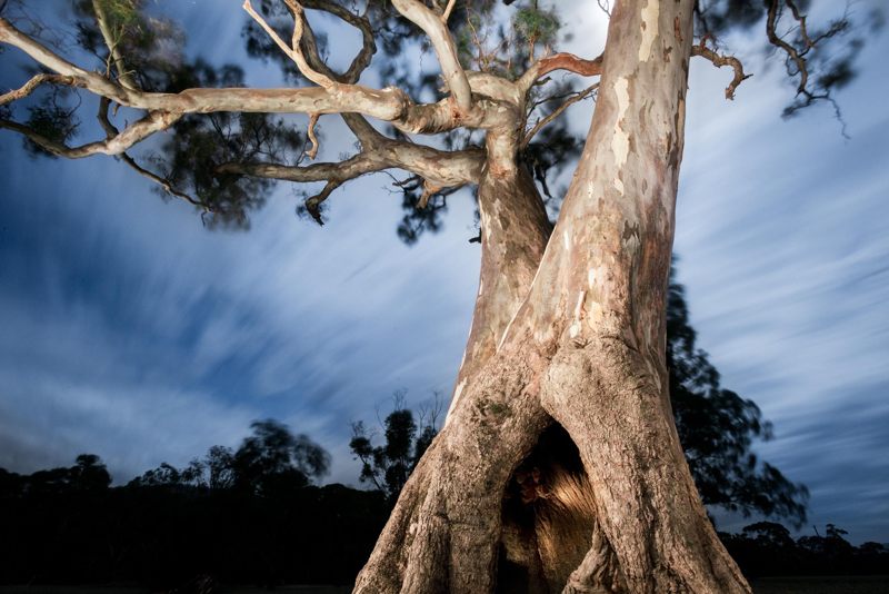 Árbol sagrado de Djab Wurrung de aborígenes australianos fue derribado para construir una carretera