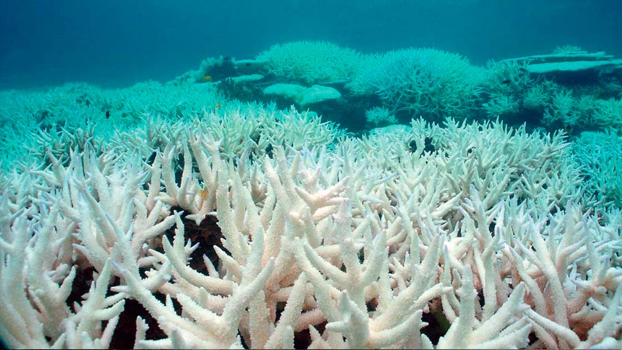 Corales de la Gran Barrera de Coral en fuerte declive