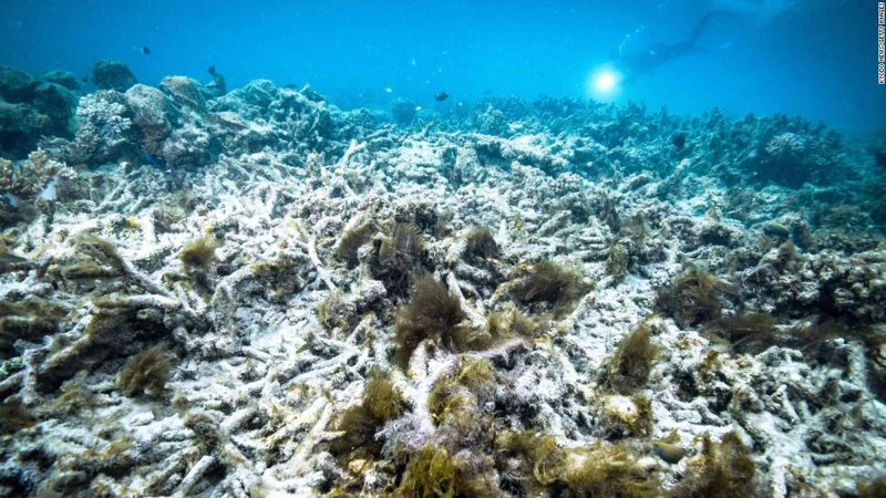 Corales de la Gran Barrera de Coral están en fuerte declive