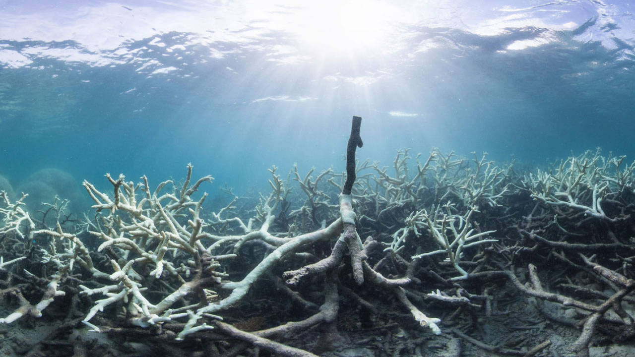 Corales de la Gran Barrera de Coral están en fuerte declive