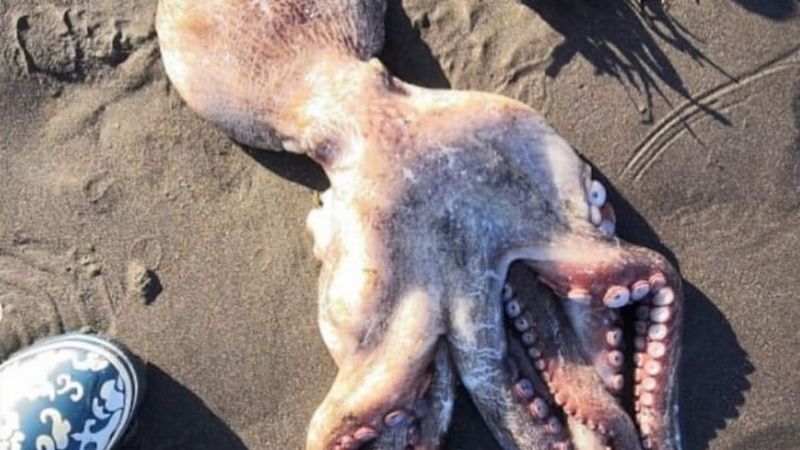 Marea tóxica acaba con la vida marina en la península de Kamchatka en Rusia. Temores de desastre ecológico