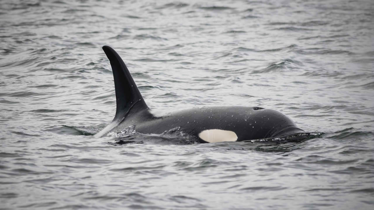 Manada de orcas atacan un barco durante 2 horas cerca de costa de Portugal (VÍDEO)