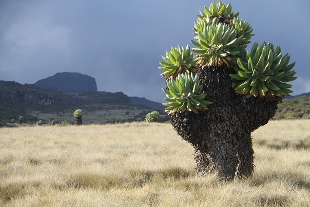 El bosque prehistórico que surgió hace un millón de años encontrado en el Kilimanjaro