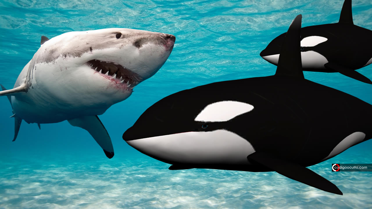 Orcas están destrozando a tiburones blancos para comer sus hígados