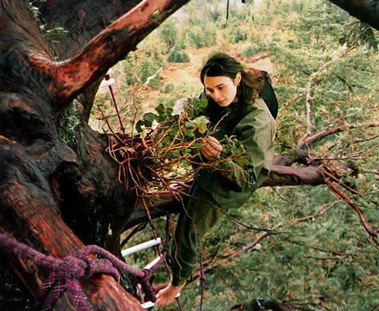 Julia Hill, la mujer que vivió dos años en un árbol para evitar que lo talaran
