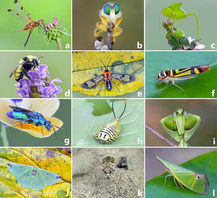 Naturaleza bajo asedio: el Apocalipsis de los insectos