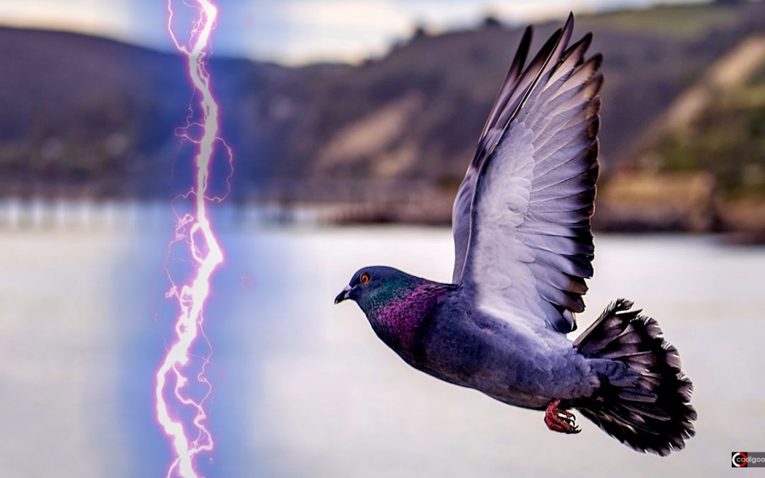 Aves poseen un misterioso «sentido cuántico» y ha sido visto en acción por primera vez