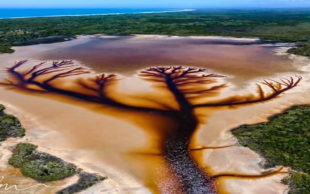 «El Árbol de la Vida» formado naturalmente y descubierto en un lago de Australia