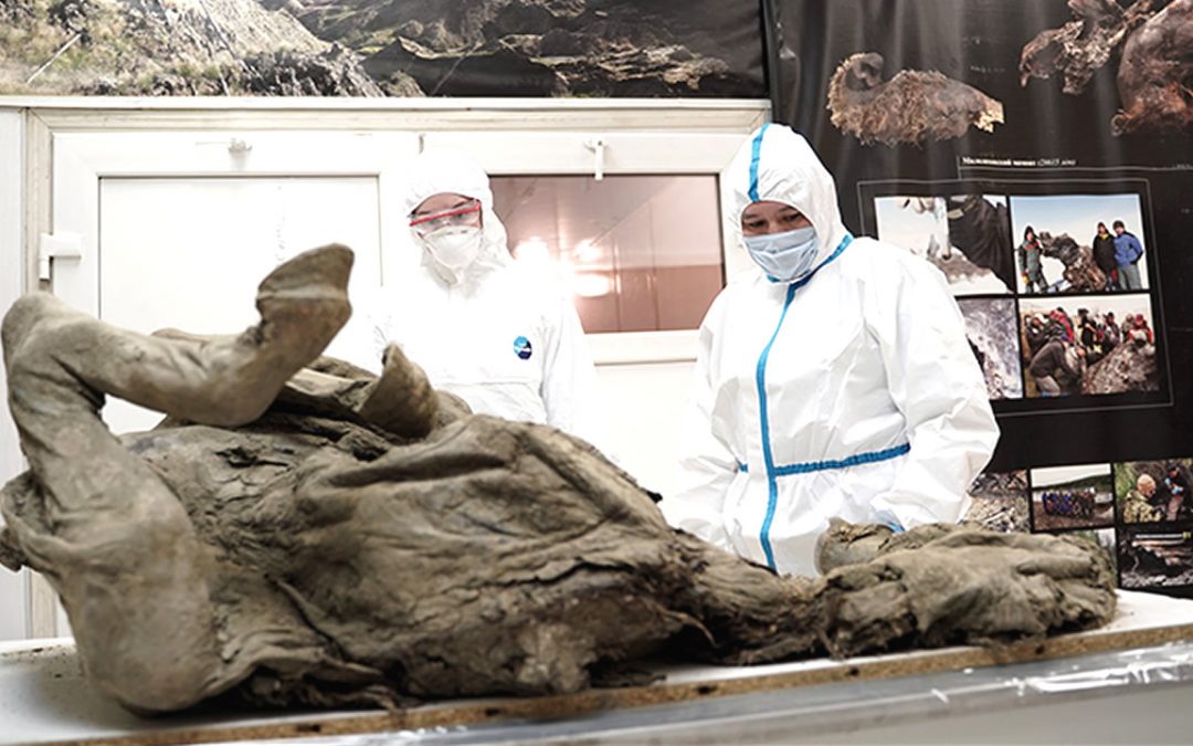 Científicos rusos intentan extraer virus prehistóricos de cadáveres de animales de 50.000 años