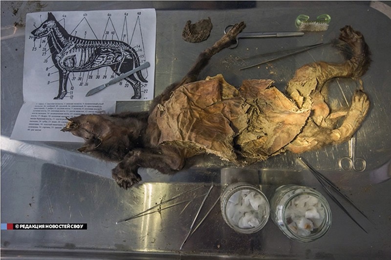 Científicos rusos intentan extraer virus prehistóricos de cadáveres de animales de 50.000 años