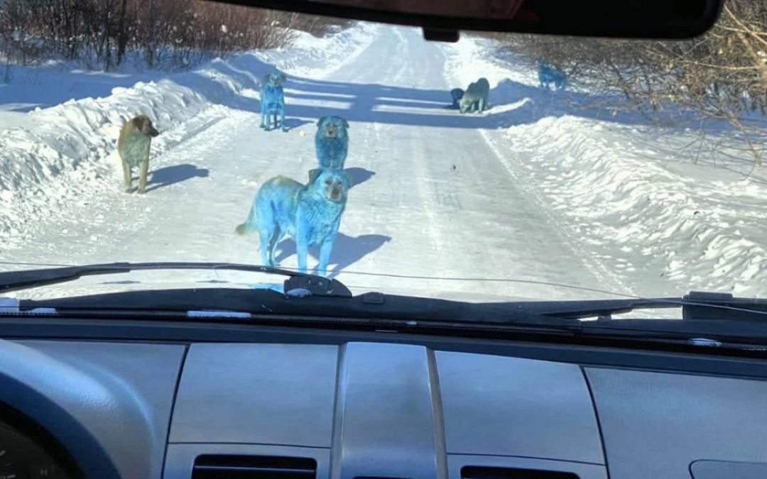 Perros azules descubiertos cerca de planta química abandonada en Rusia