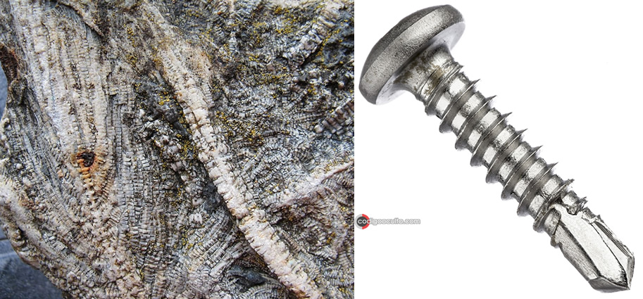 ¿Tornillo de 300 millones de años o una criatura fosilizada?